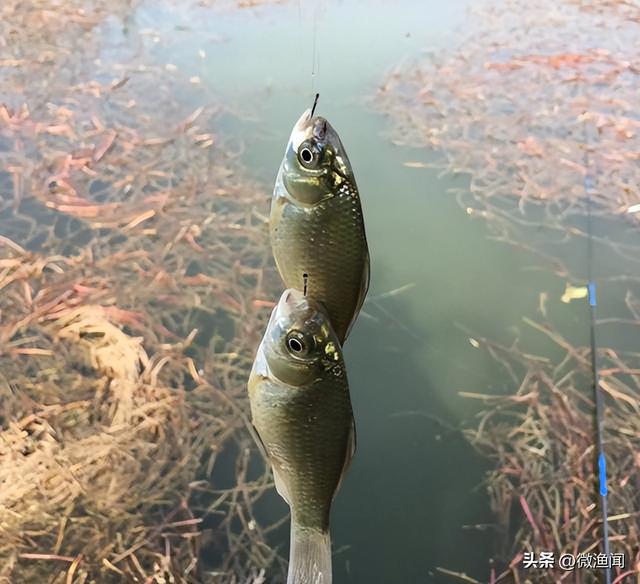 廊坊釣魚網(wǎng)最新魚訊，探索魚類的奧秘與釣魚的樂趣